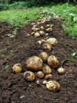 photo of harvested potatoes