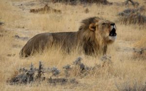 photo of roaring lion
