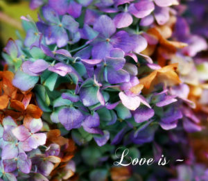 Love is Flower Photo